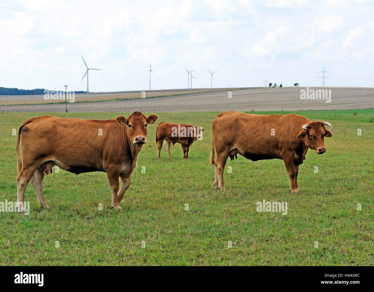 De couleur brun-rouge, avec des bovins Limousin veau sur le pâturage des bovins, Français, Banque D'Images