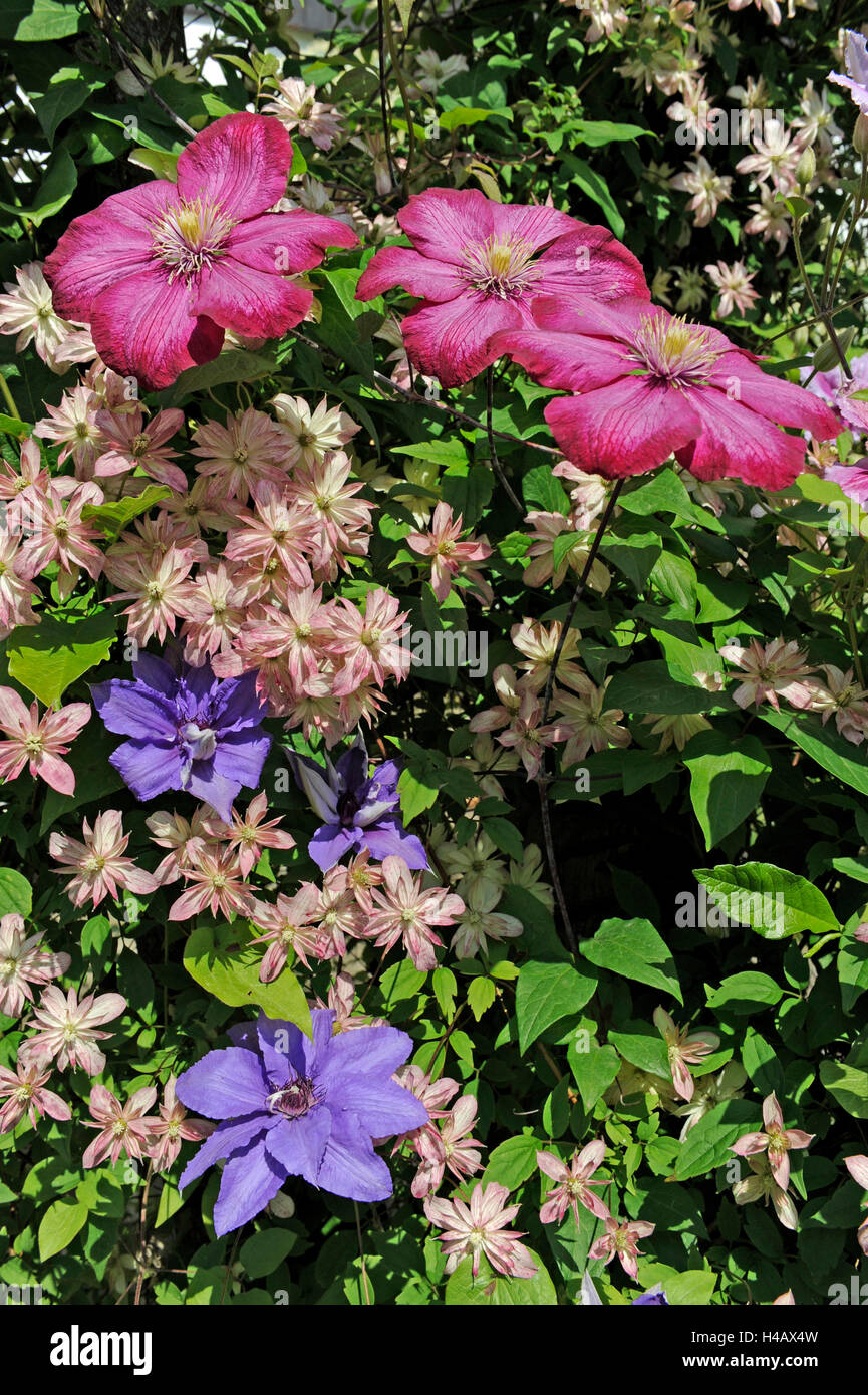 De plus en plus sociables et plantes grimpantes, la clématite, le genre  Clematis montana Dusky star de Nouvelle-Zélande avec de petites fleurs rose  pâle, clématite Ville de Lyon avec de grandes fleurs