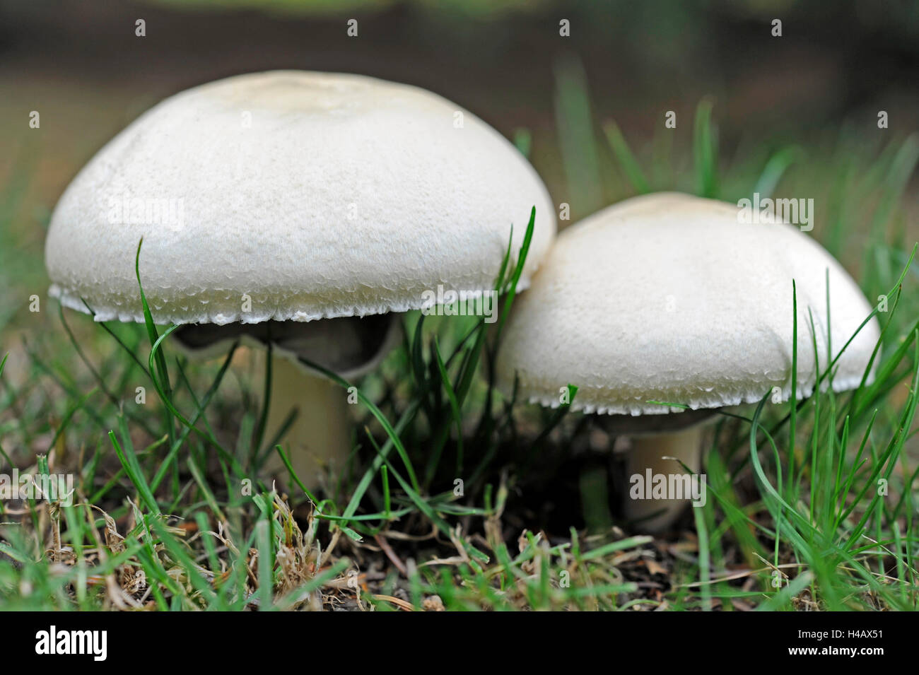 Deux champignons Agaricus arvensis, cheval, champignons comestibles, Banque D'Images