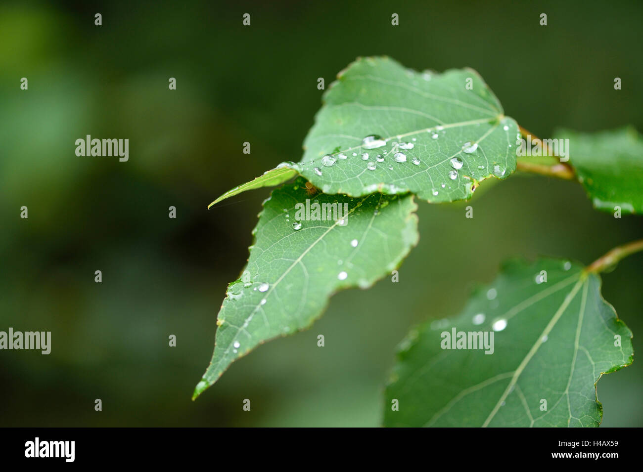 Les feuilles, tremble, Populus tremula, l'été Banque D'Images