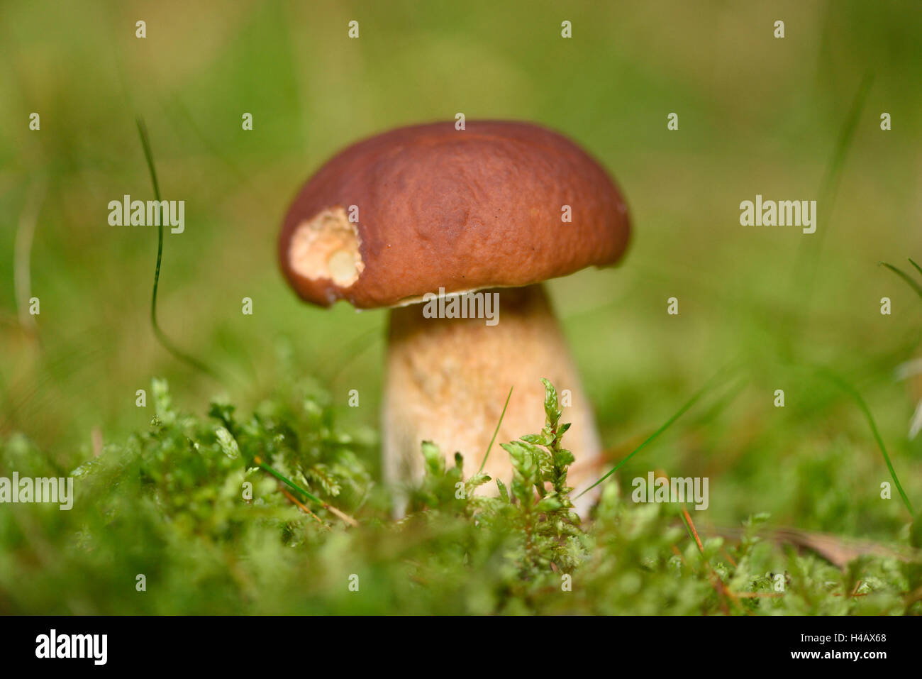 Cep, Boletus edulis, champignons, forêt, automne Banque D'Images