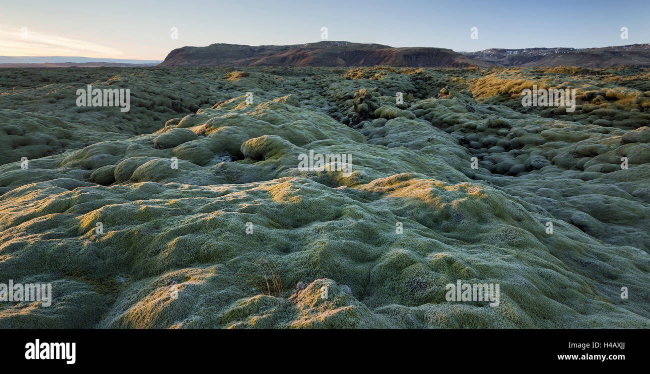 Coussin de mousse sur un champ de lave, près de Kirkjubaerklaustur, Eldhraun, Sud de l'Islande, Islande Banque D'Images