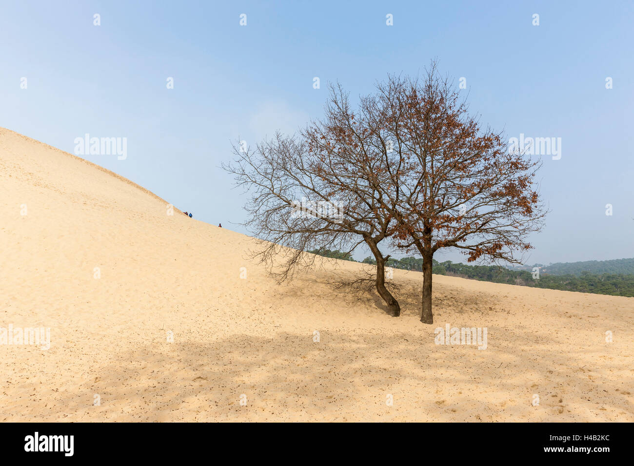 Les arbres morts, la dune de sable, Dune du Pilat, Aquitaine, France Banque D'Images