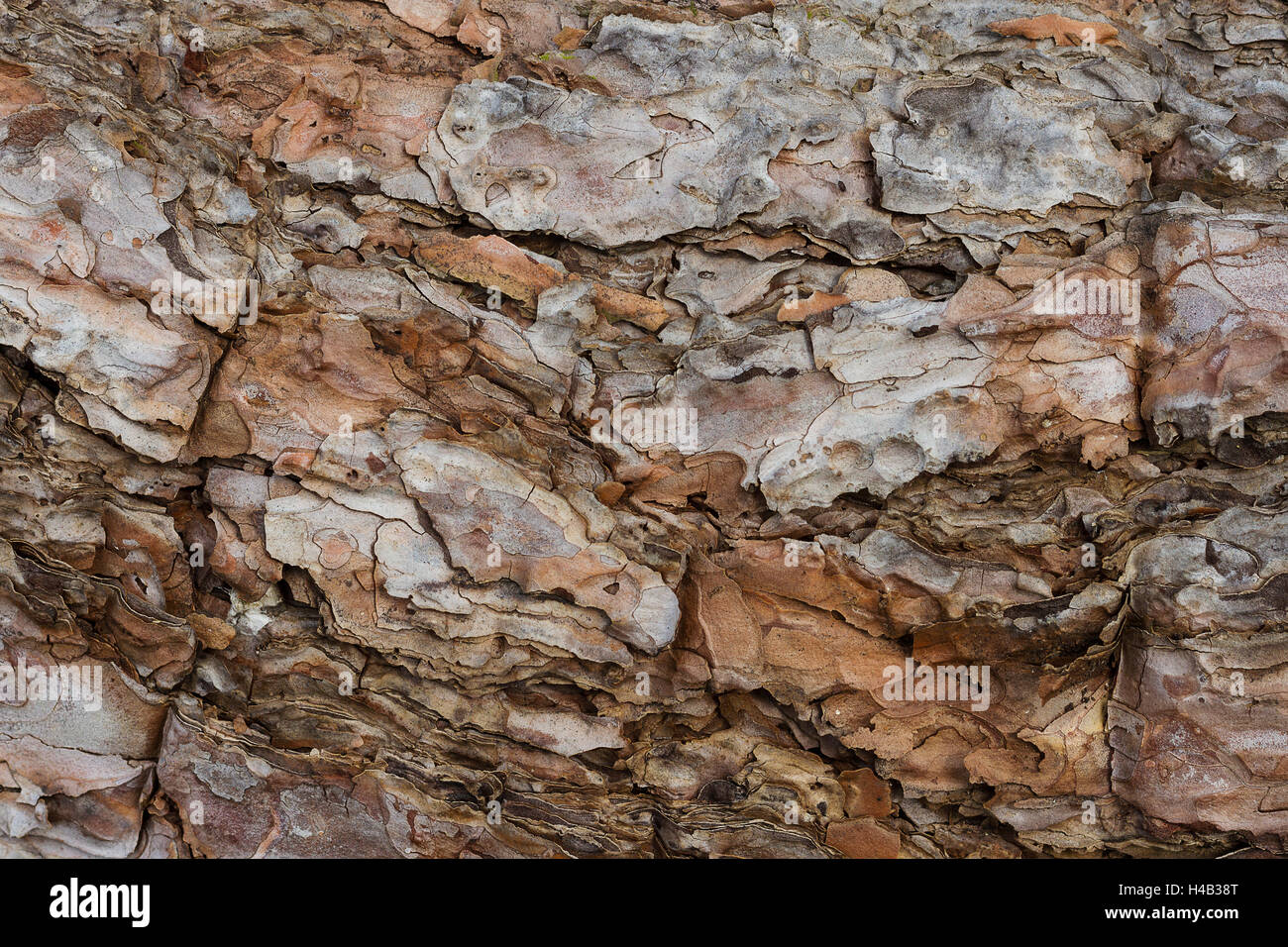 Close up de texture de fond de l'écorce des arbres Banque D'Images