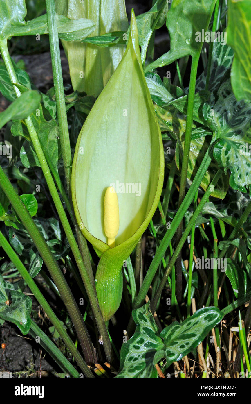 Snakeshead, Arum maculatum, également connu sous le nom de racine de l'additionneur, floraison, feuillage, forêt mixte est l'inflorescence fly trap Banque D'Images