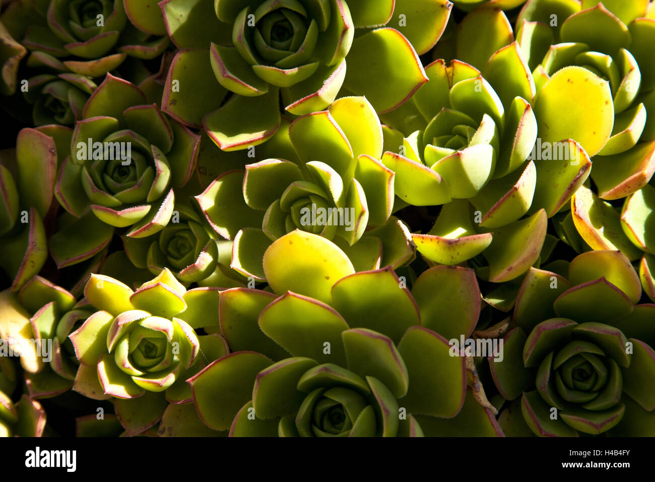 Monaco, plante dans le jardin exotique, Banque D'Images