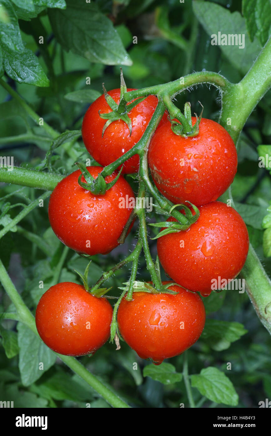 Plant de tomate, tomates, mûres, Banque D'Images