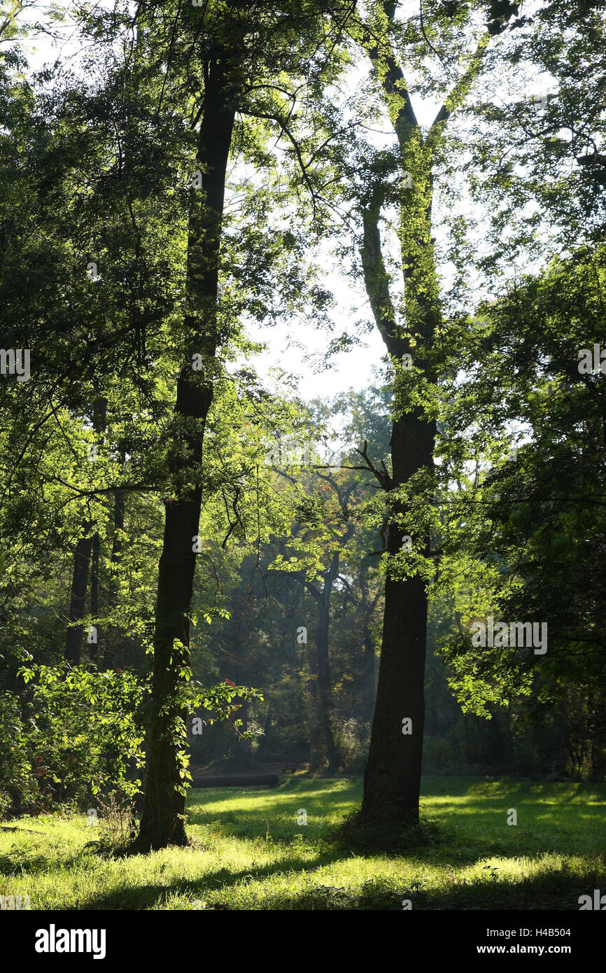 Auwald, la fin de l'été, Banque D'Images