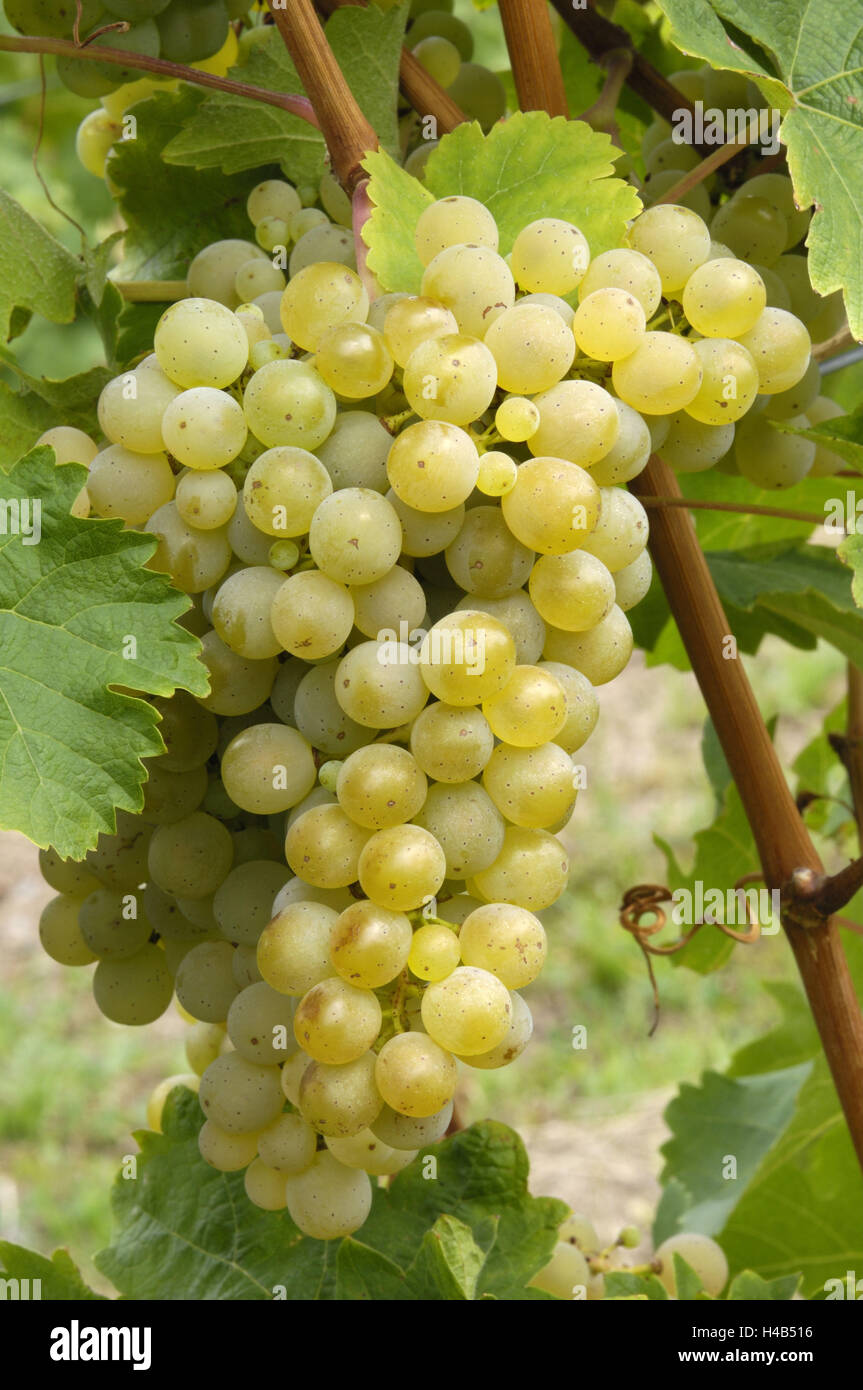 Vigne, raisin, sorte de Riesling, Banque D'Images