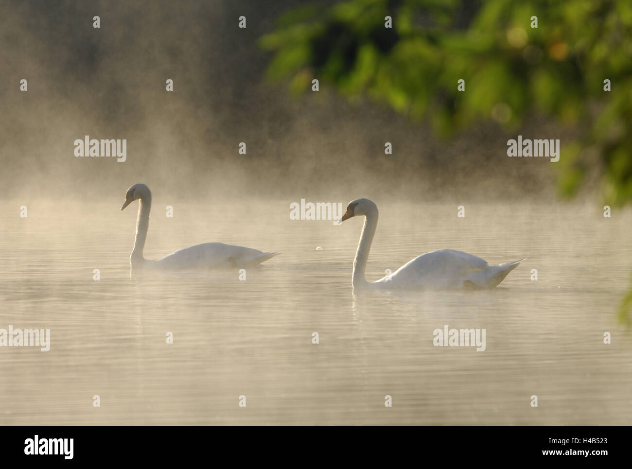 L'eau, cygnes bosse, brouillard, Banque D'Images