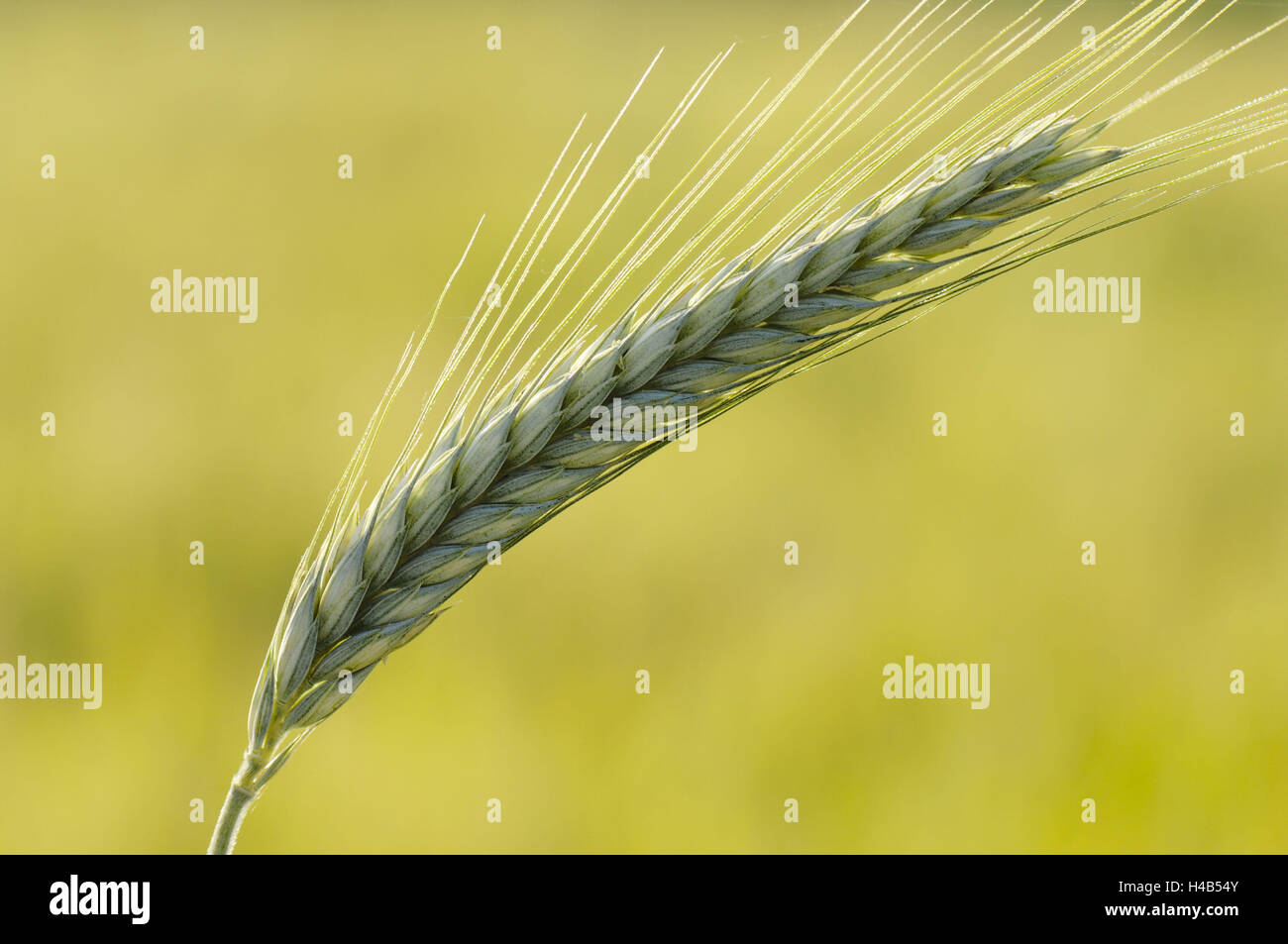 L'orge, Hordeum vulgare, oreille, medium close-up, Banque D'Images