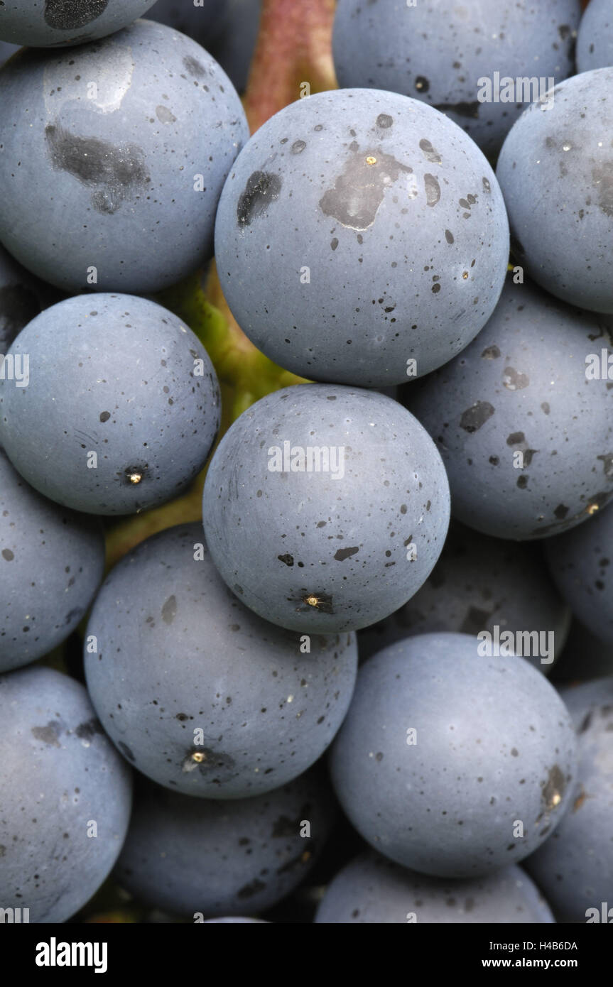 Les raisins, sorte de Dornfelder (vin) Banque D'Images