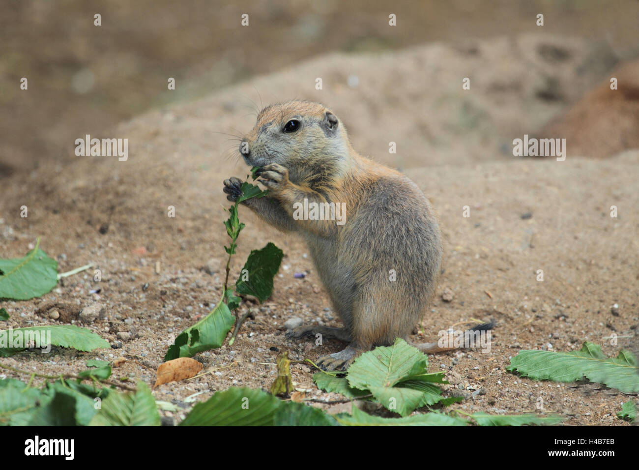 Les jeunes chiens de prairie à queue noire, Banque D'Images