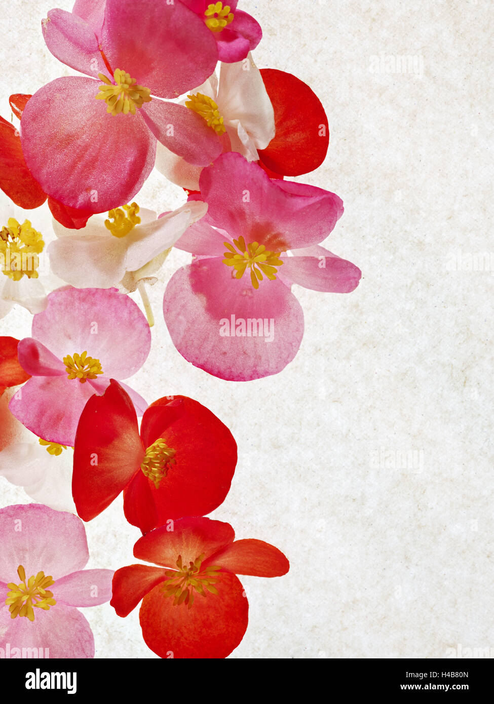 Begonia semperflorens, fleurs, rose, rouge, blanc, jaune, Banque D'Images