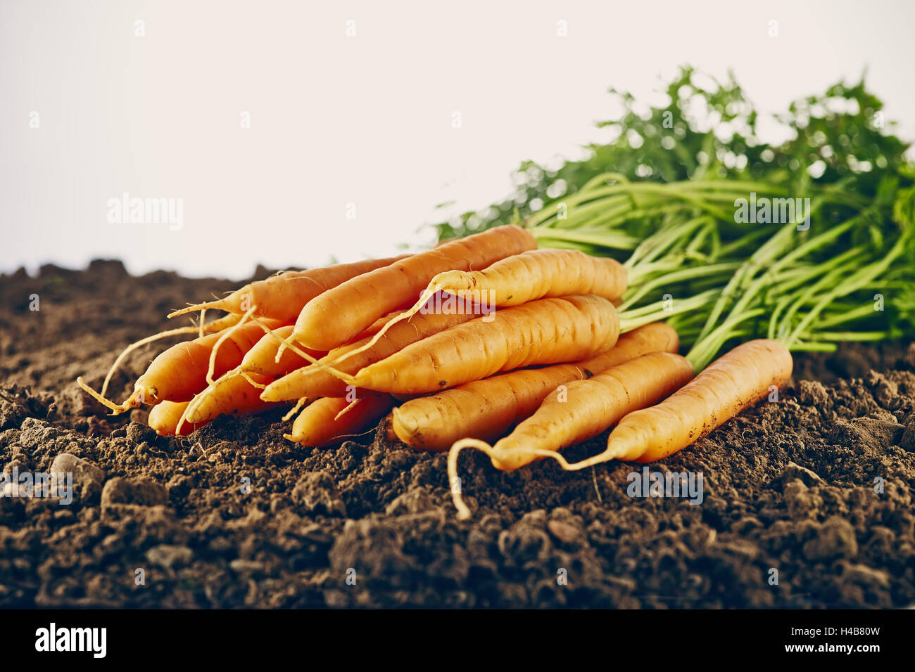 Les carottes, la masse, brown, la nature, la récolte, Banque D'Images