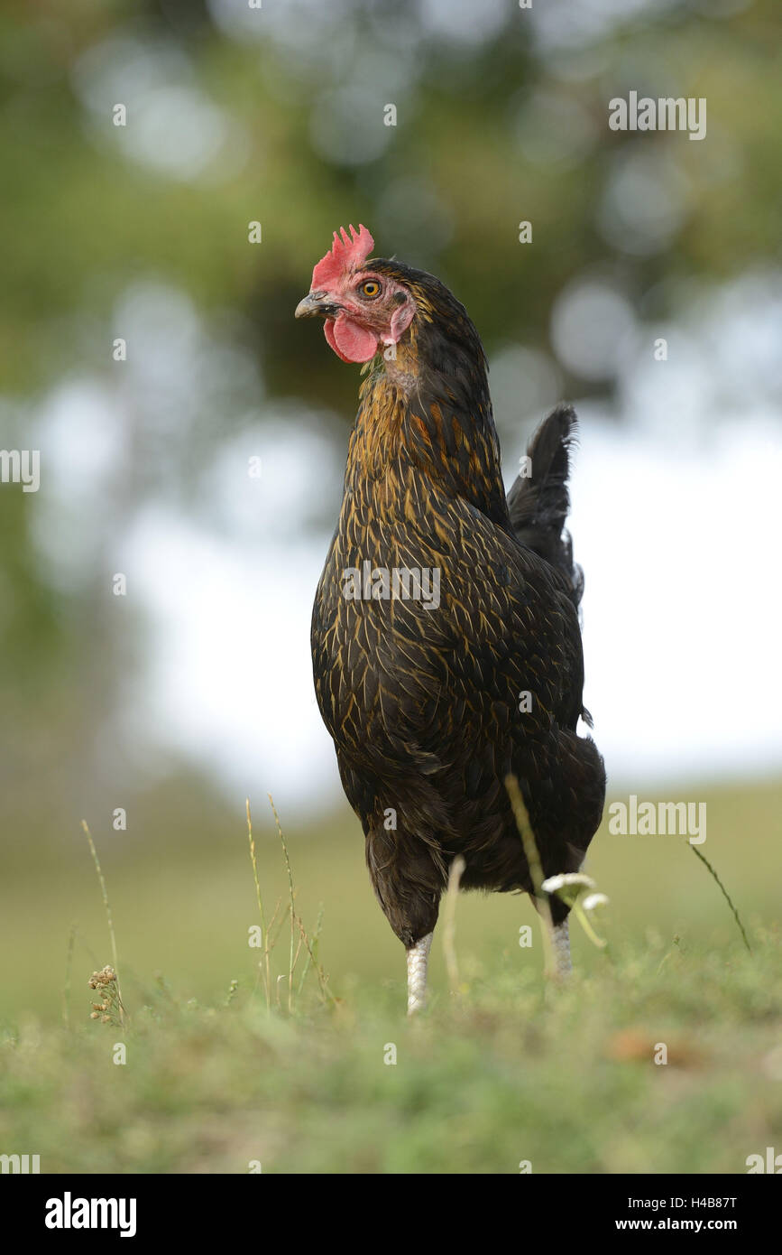 Poulet, Gallus gallus domesticus, Hen, meadow, debout, de face, Banque D'Images