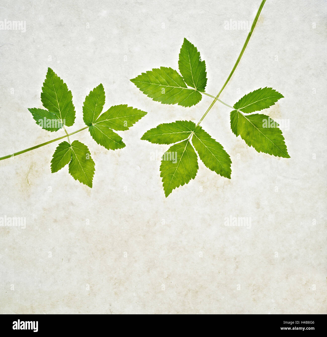 Aegopodium podagraria, feuilles, vert, nature morte, Banque D'Images