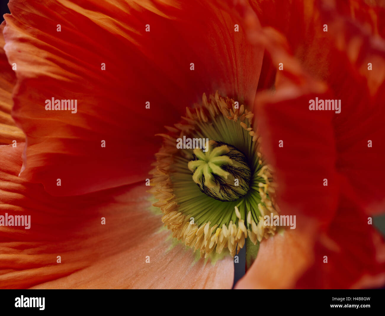 Coquelicot, blossom, calice, close-up, Banque D'Images