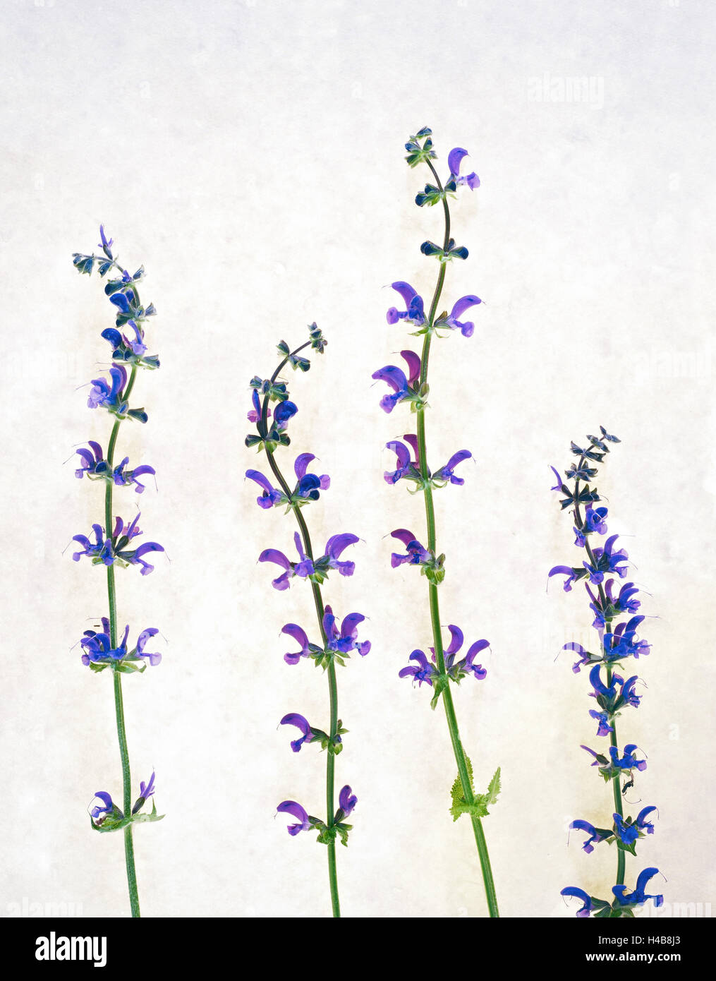 La sauge, Salvia pratensis, tige, fleurs, vert, violet, Banque D'Images