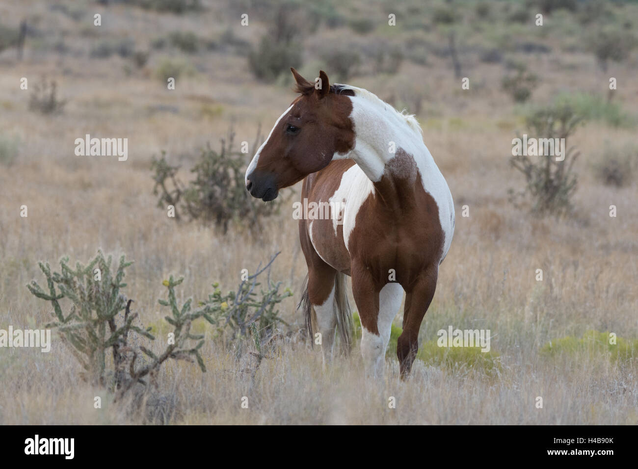 Cheval dans le désert Ojito, New Mexico, USA. Banque D'Images