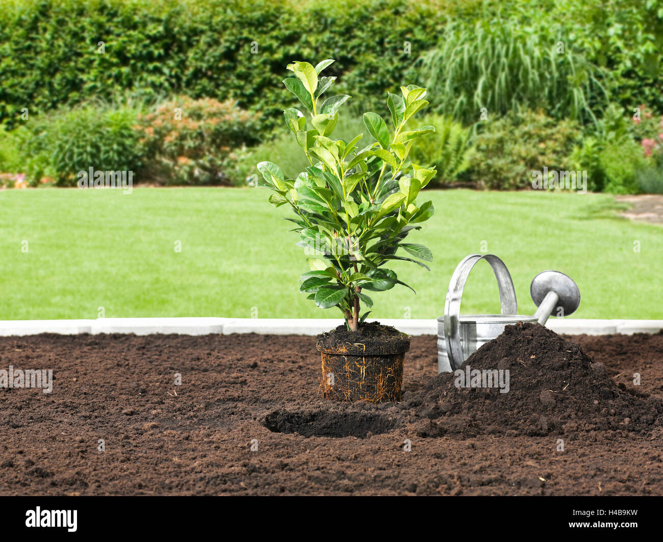 Jardin, patch, terre, végétaux, cherry laurel, l'usine, Banque D'Images