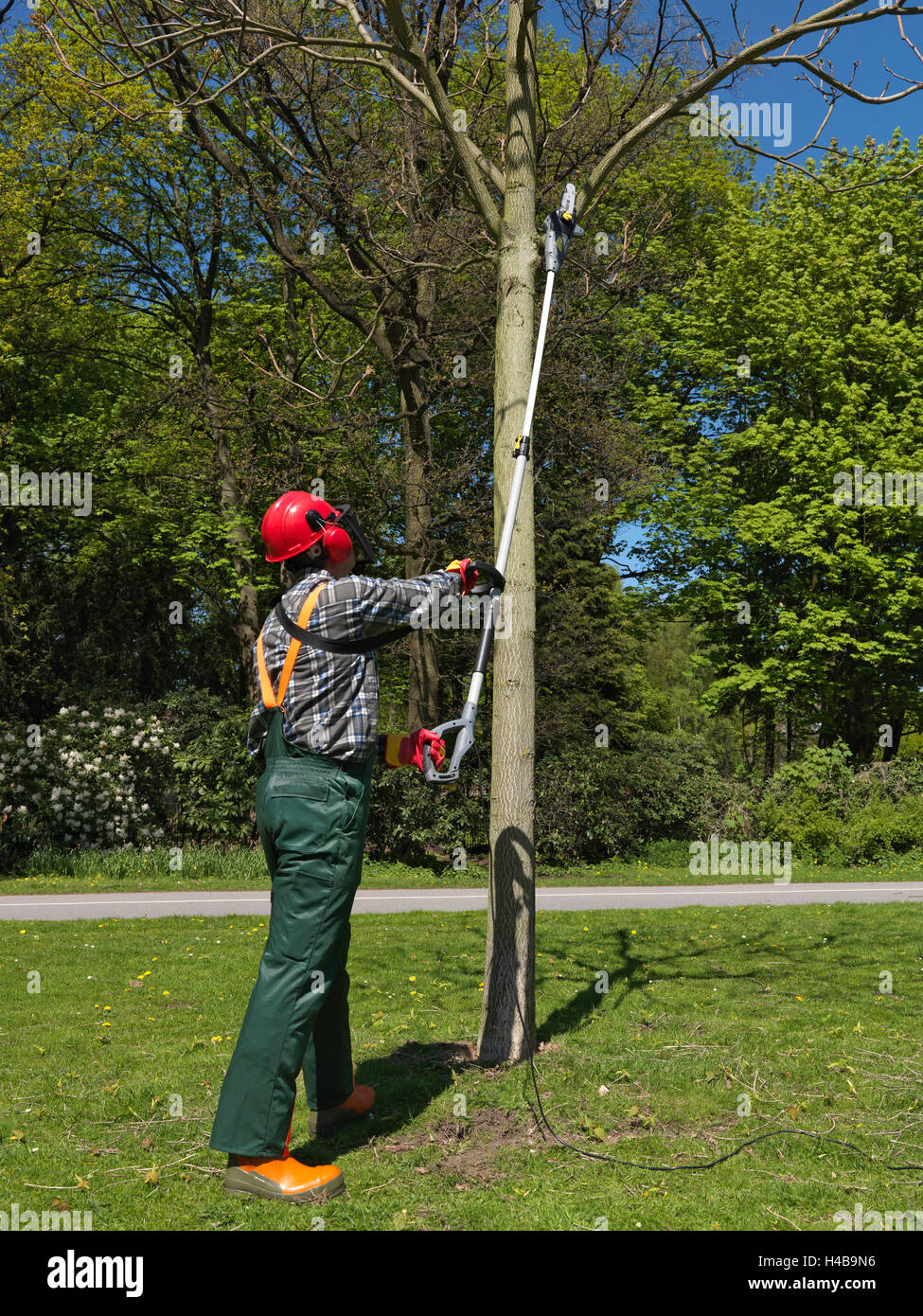 Jardinier, arbre coupé, sécateurs, scie électrique, Banque D'Images
