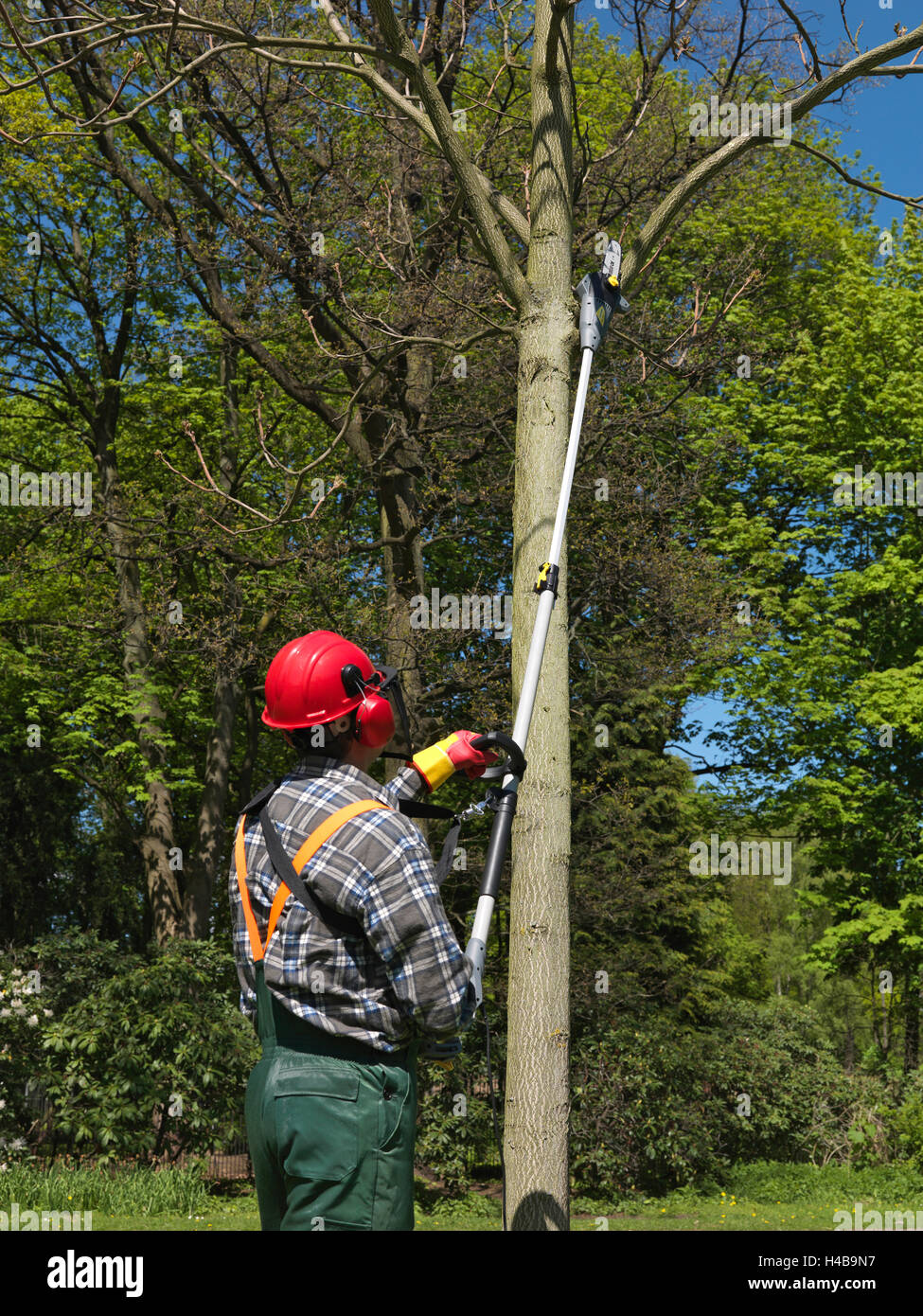 Jardinier, arbre coupé, sécateurs, scie électrique, Banque D'Images
