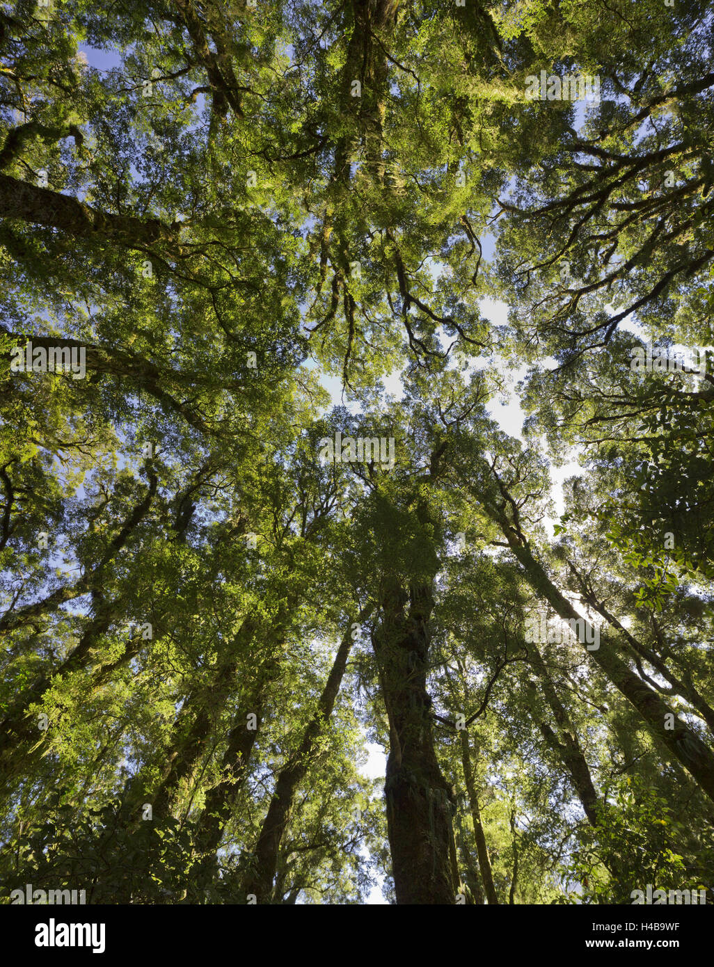 La cime des arbres, le bois, le Parc National de Fiordland, Southland, île du Sud, Nouvelle-Zélande Banque D'Images
