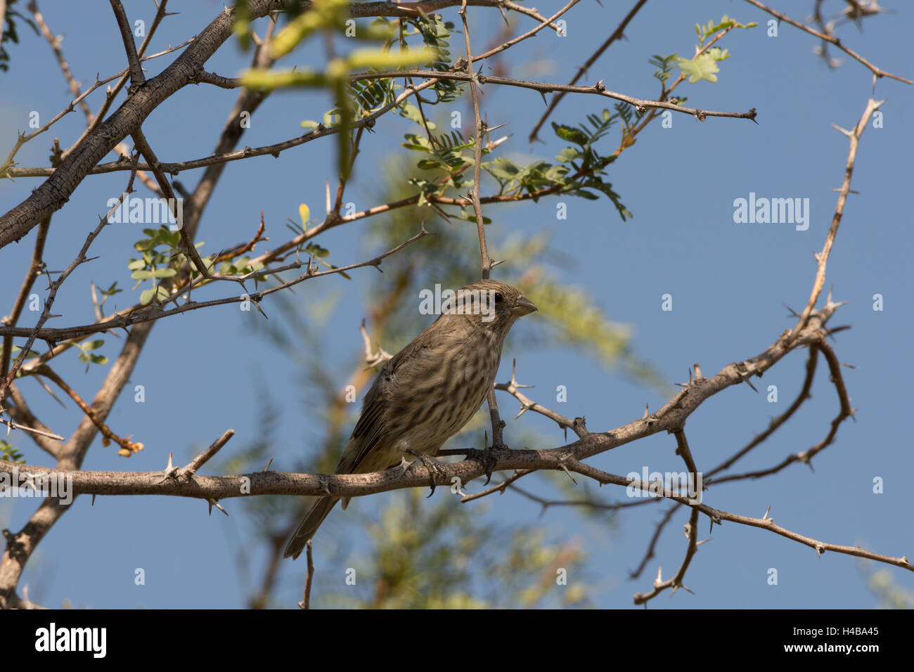 Maison des femmes (Finch, Haemorhous mexicanus), Bosque del Apache National Wildlife Refuge, Nouveau Mexique, USA. Banque D'Images