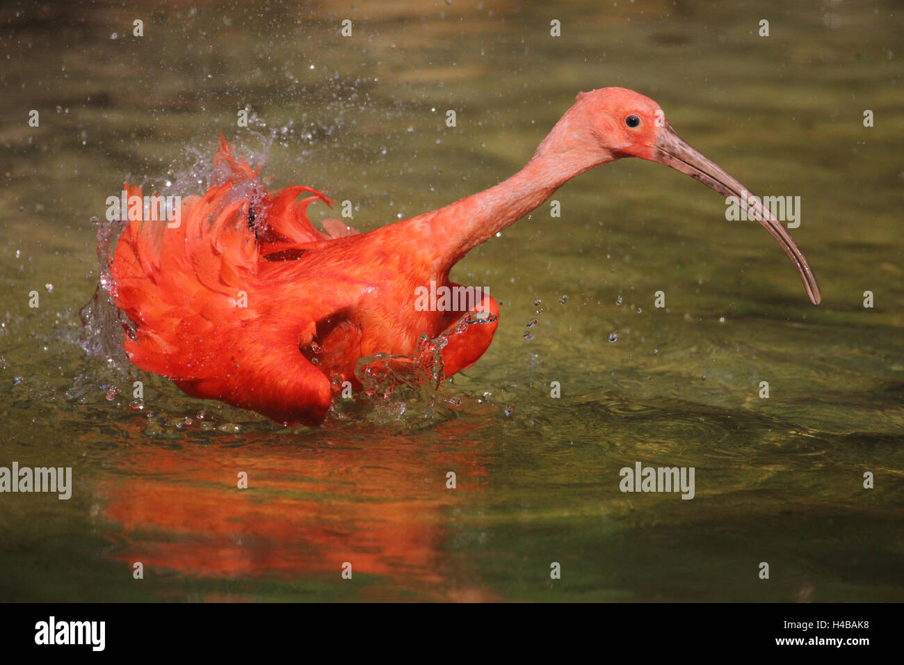 Ibis rouge prendre un bain, Eudocimus ruber Banque D'Images