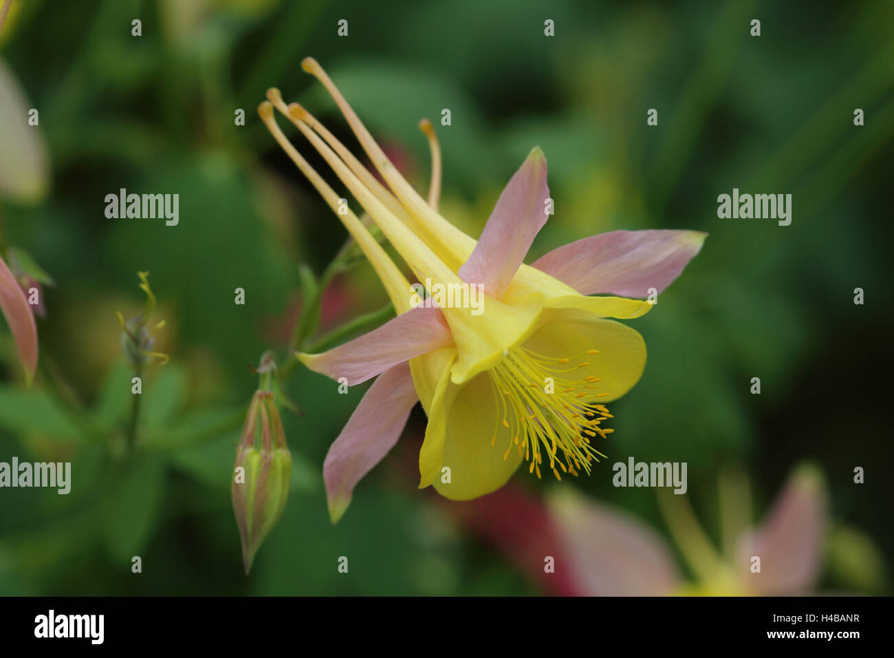 Columbine Aquilegia caerulea bleue du Colorado Banque D'Images