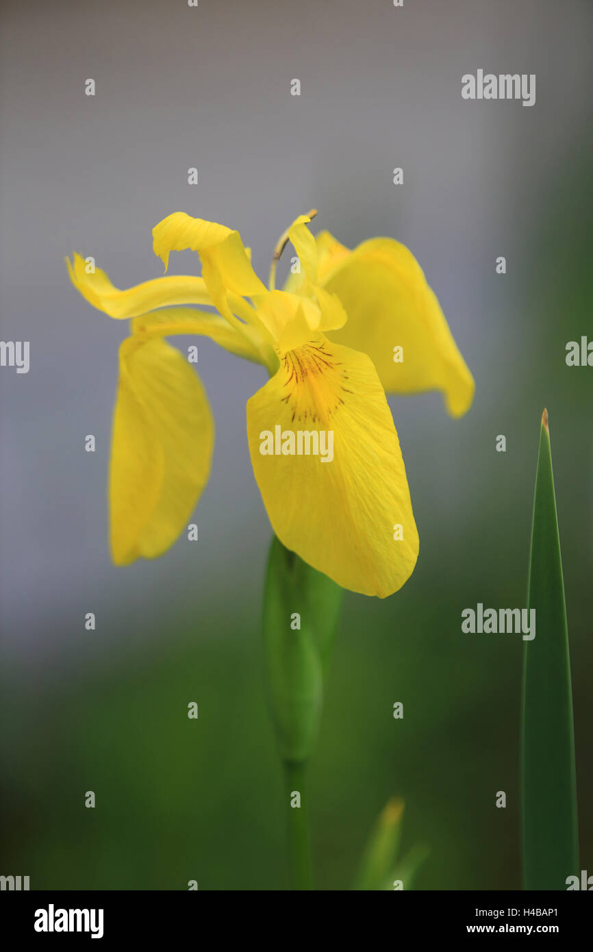 Iris jaune, Iris pseudacorus, Iris Banque D'Images