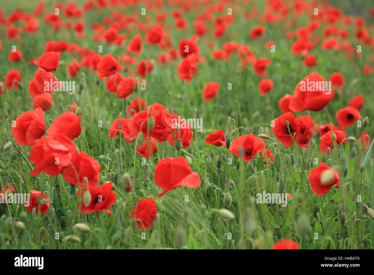 Champ de pavot, Papaver rhoeas Banque D'Images