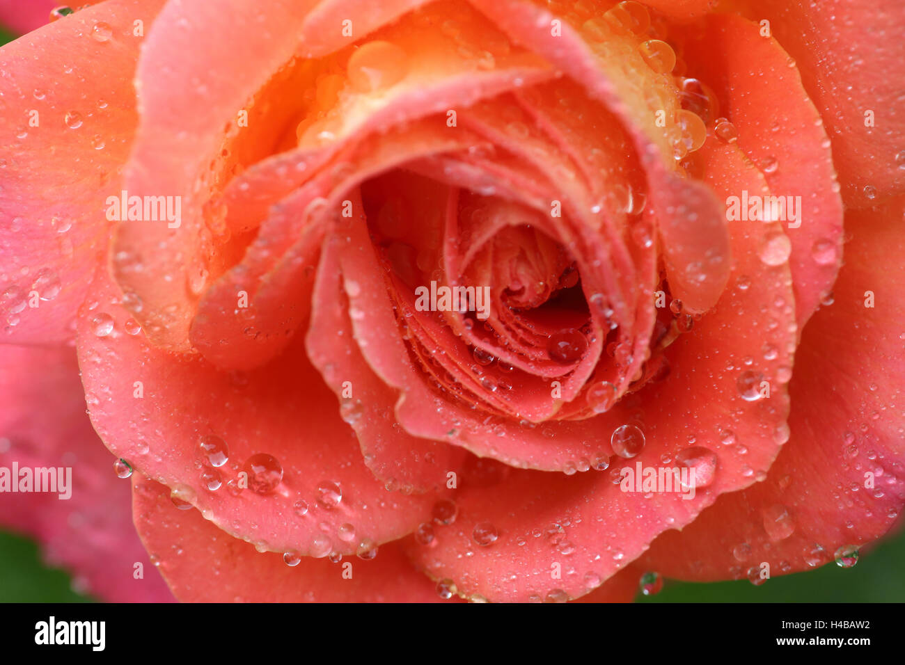 Rose avec des gouttes d'eau Banque D'Images