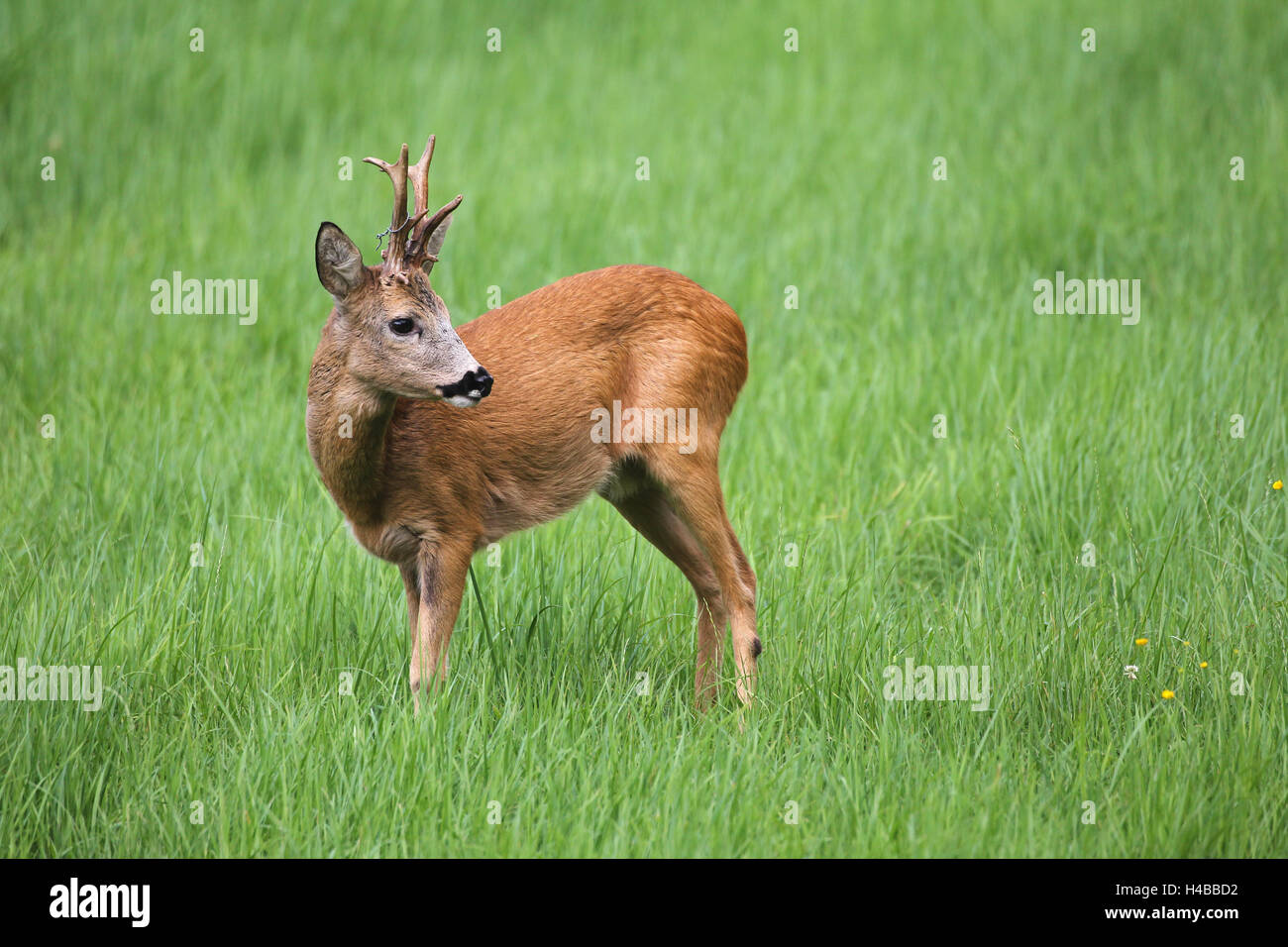 Chevreuil (Capreolus capreolus), boucle de fil métallique en andouiller, Basse Autriche, Autriche Banque D'Images