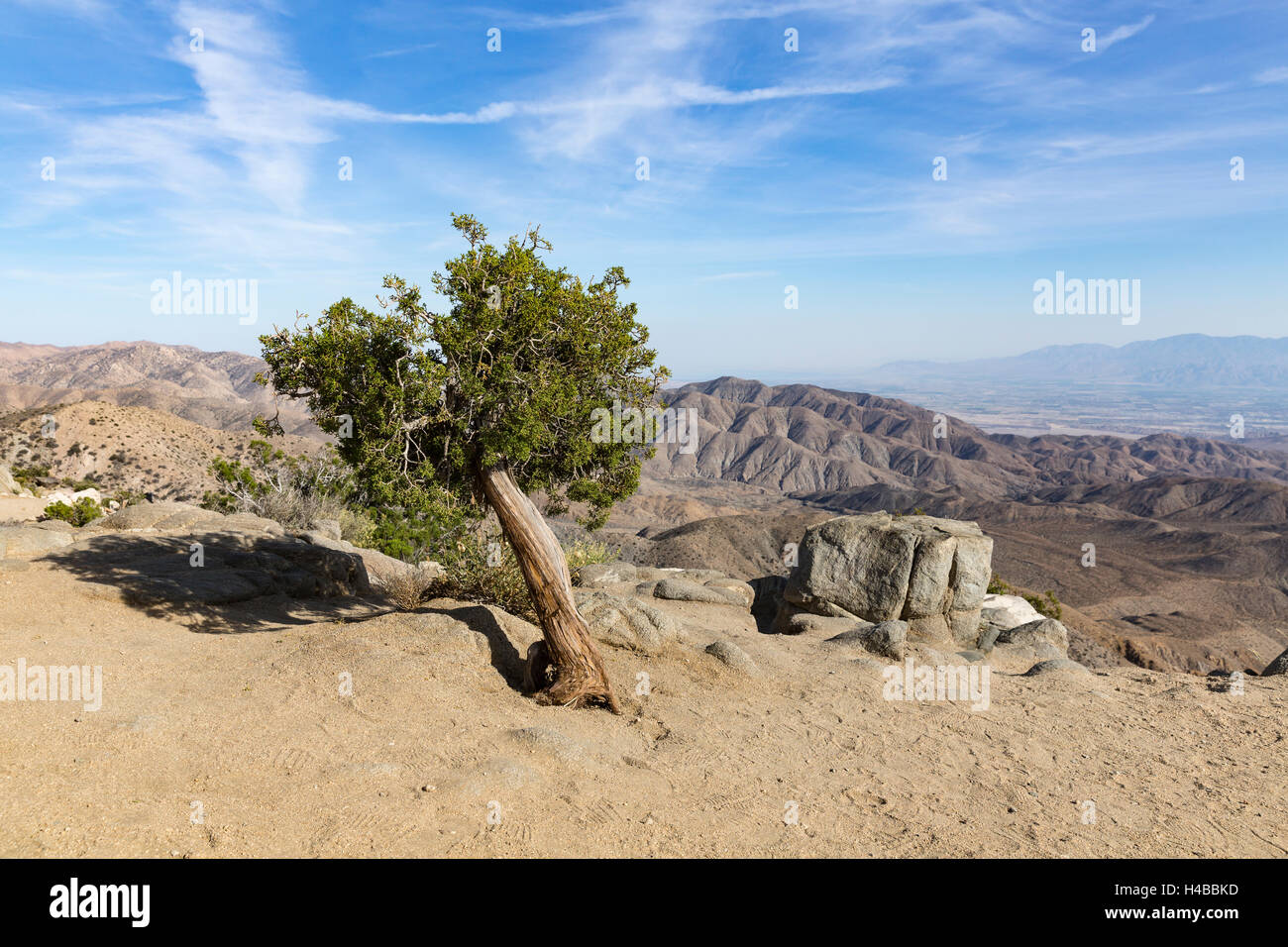 Joshua Tree (Yucca brevifolia) en face de montagnes, faille de San Andreas, Joshua Tree National Park, California, USA Banque D'Images