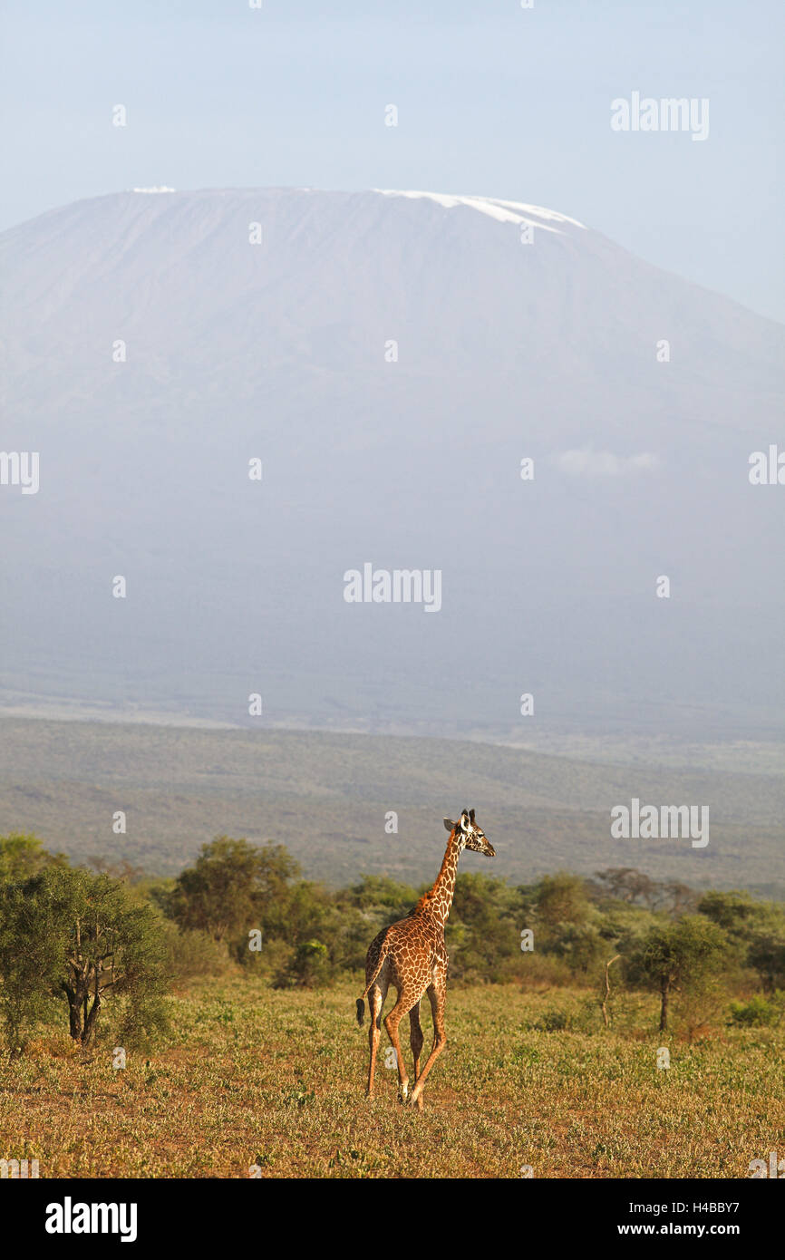 Girafe (Giraffa camelopardalis), avec le Mont Kilimandjaro, le Parc national Amboseli, Kenya, comté de Kajiado Banque D'Images
