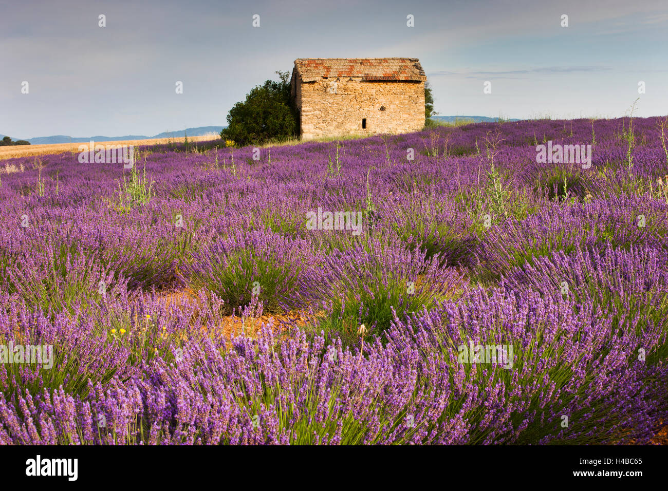 Fleurs de lavande (Lavandula angustifolia), maison en pierre, Plateau de Valensole, Alpes de Haute Provence Banque D'Images