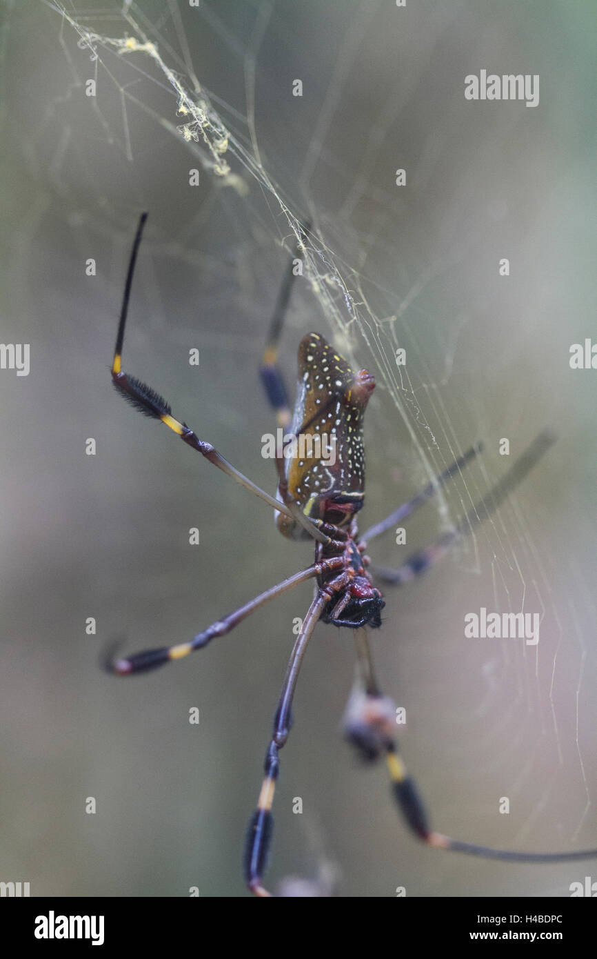 Globe Doré-web spider dans l'araignée Banque D'Images