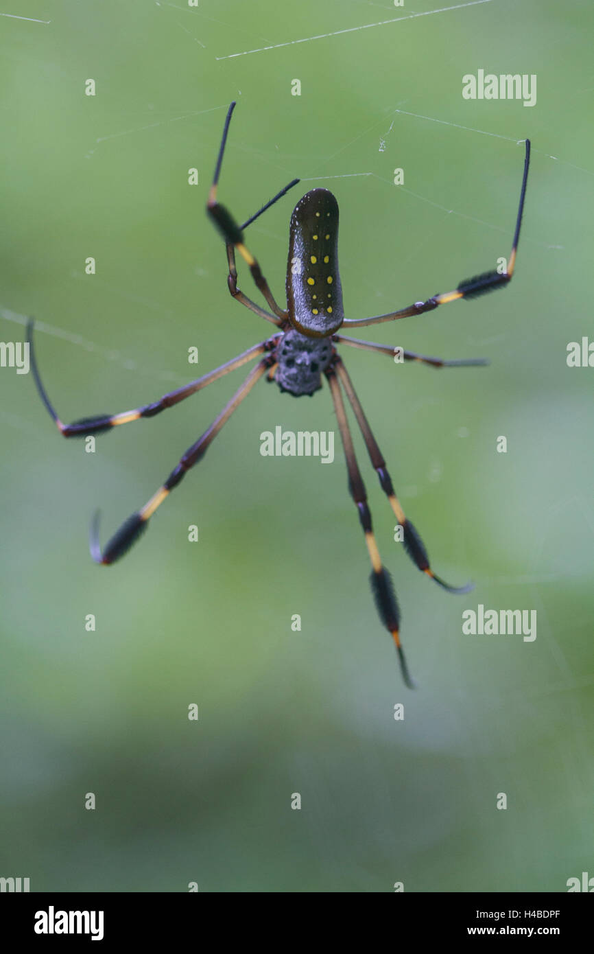 Globe Doré-web spider dans l'araignée Banque D'Images