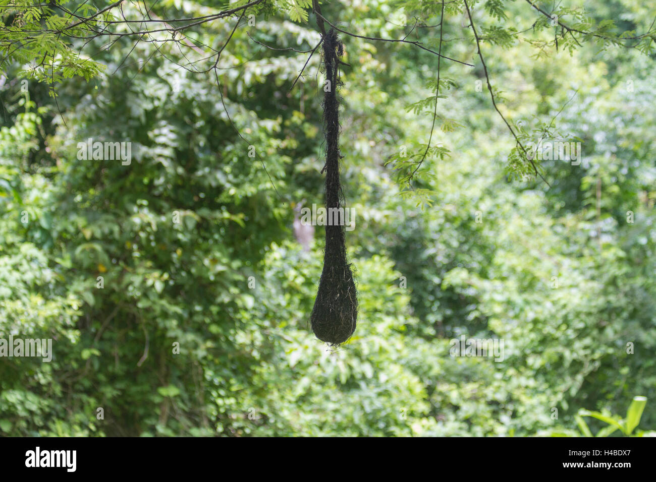 Pendaison de nid Banque D'Images