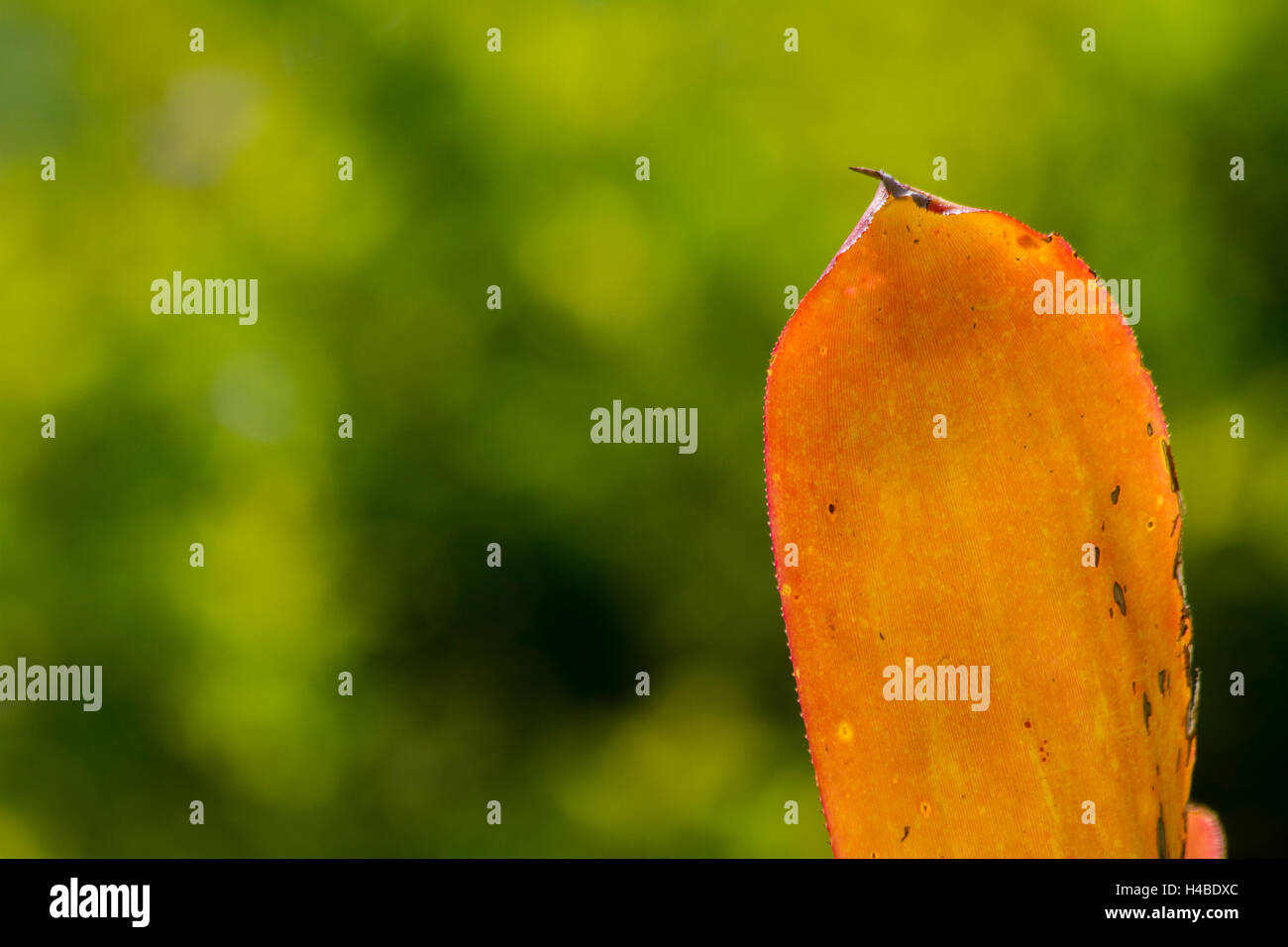 Point de feuilles orange Banque D'Images