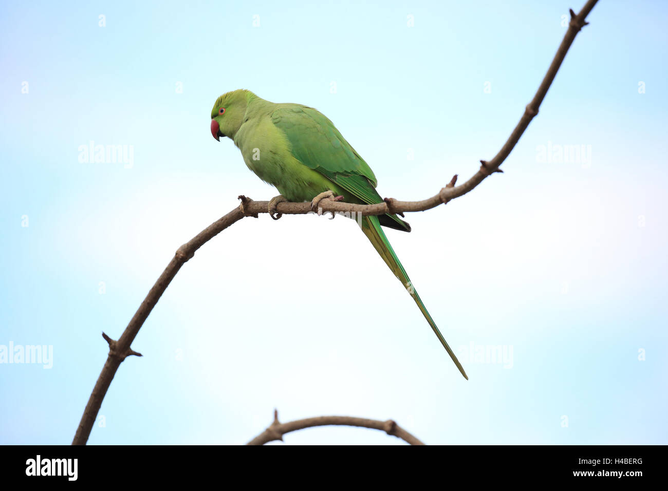 Héron pourpré, Psittacula krameri Banque D'Images