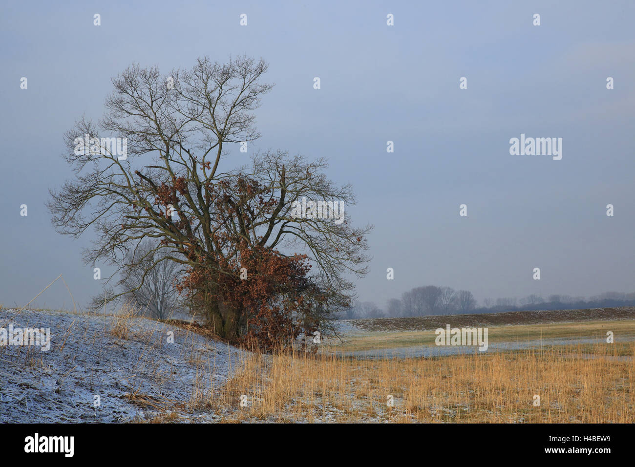 Paysage de prairie avec le chêne en hiver Banque D'Images