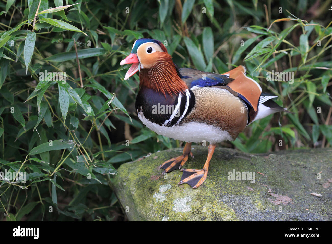 Canard Mandarin Aix galericulata, homme, Banque D'Images