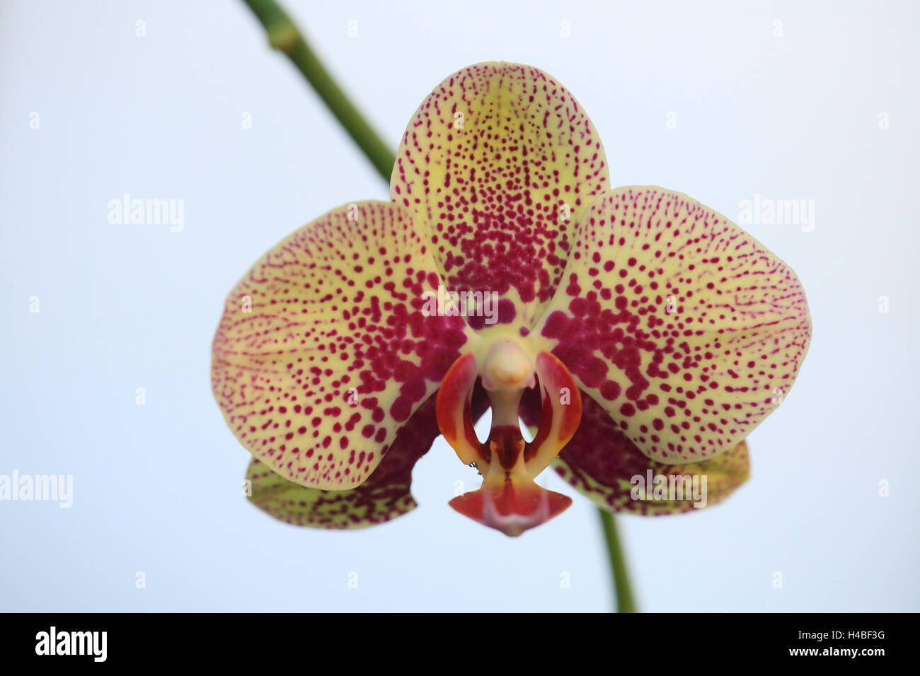 Hybrides de Phalaenopsis orchidée, Banque D'Images