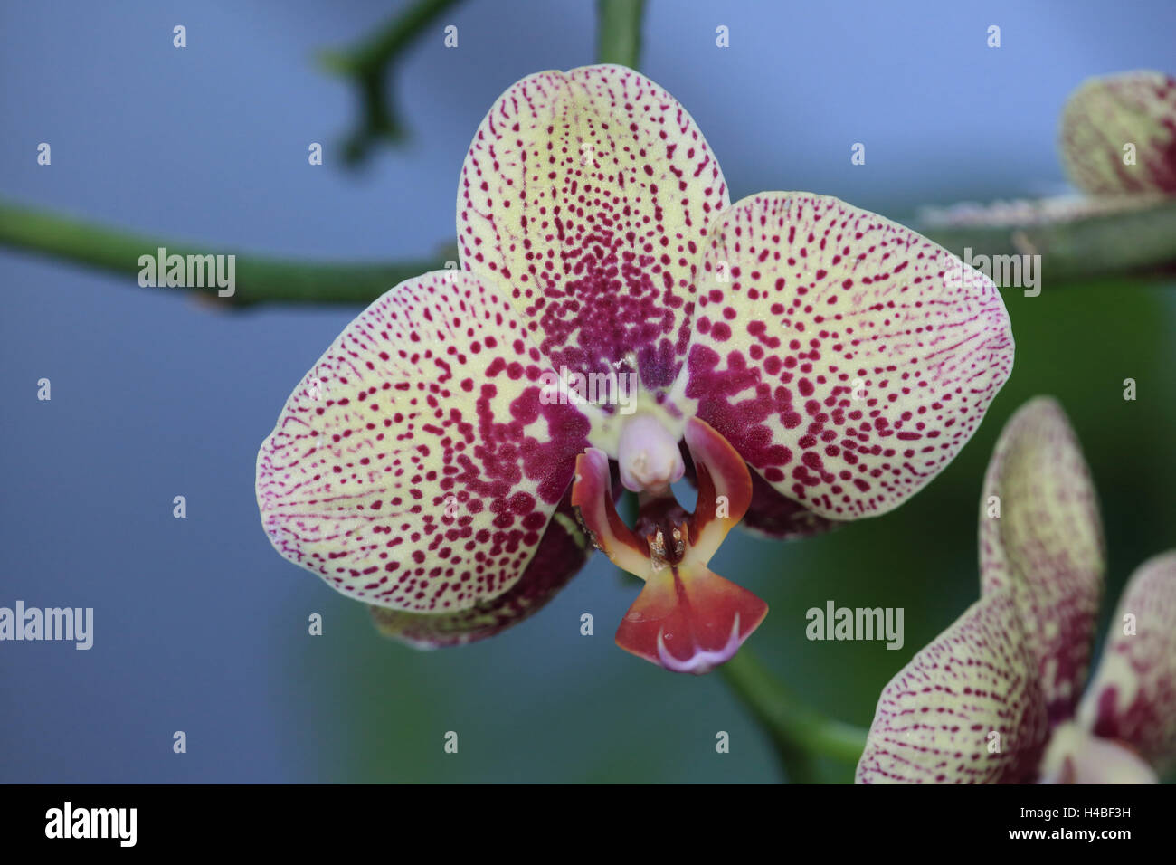 Hybrides de Phalaenopsis orchidée, Banque D'Images