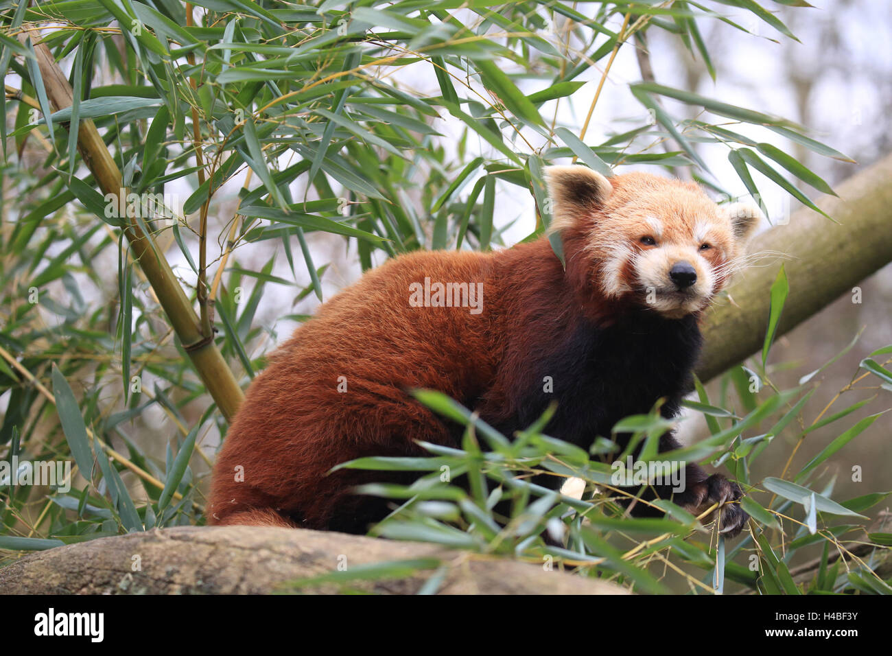 Le panda rouge, Ailurus fulgens Banque D'Images
