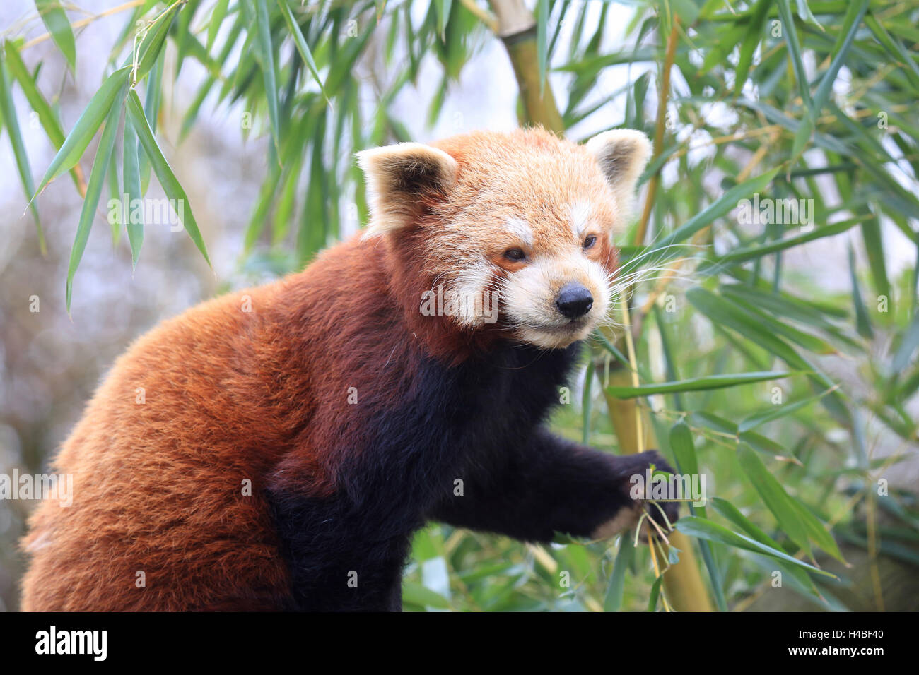 Le panda rouge, Ailurus fulgens Banque D'Images