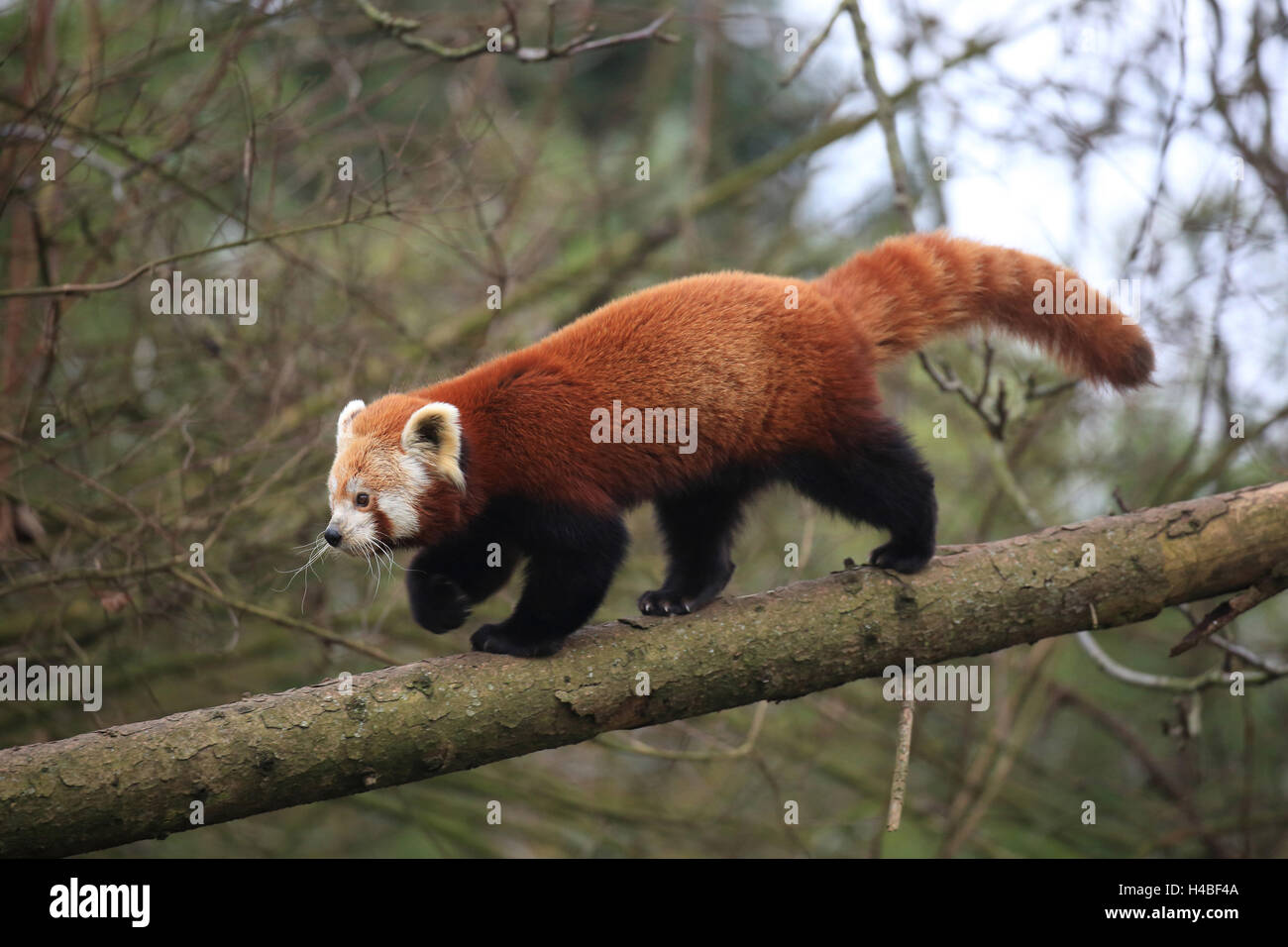 Le panda rouge tournant sur le tronc, Ailurus fulgens Banque D'Images